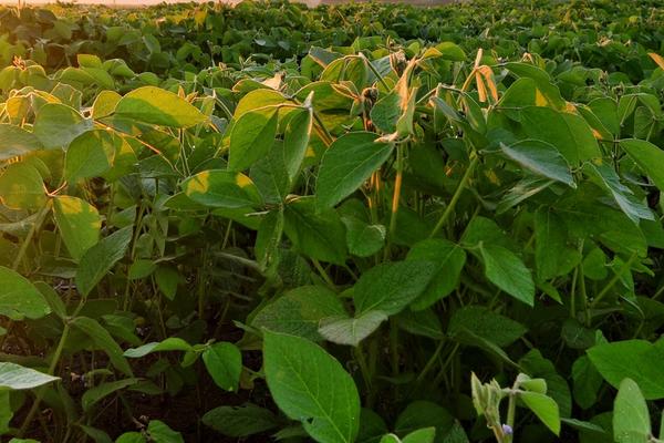 黑农101大豆种子特征特性,该品种为无限结荚习性