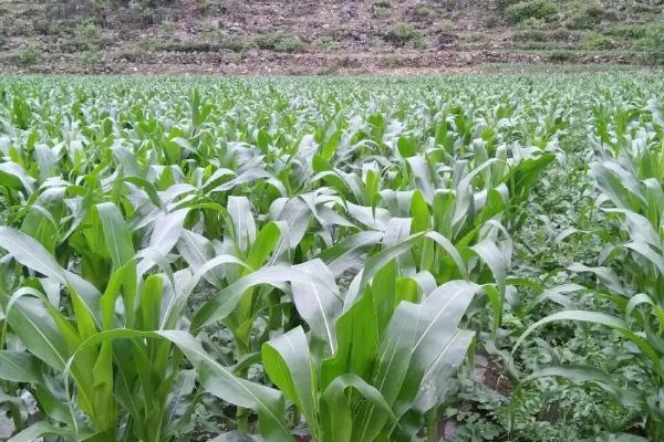 星禾6601玉米种子介绍，密度4500株/亩左右