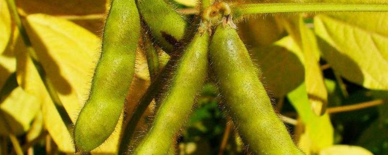 北源24大豆品种简介，选择中等以上肥力地块