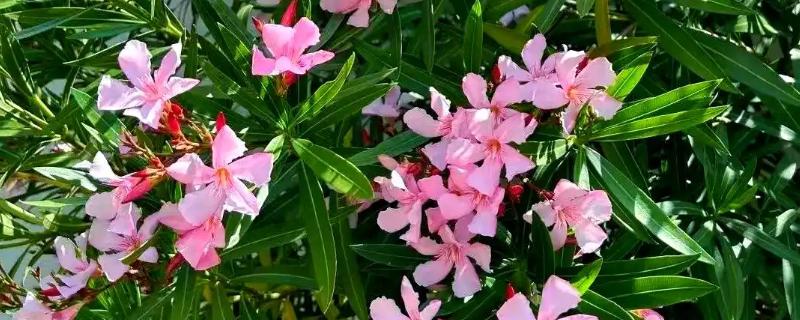 哪些植物毒性强，一品红、水仙花、夹竹桃等品种有剧毒
