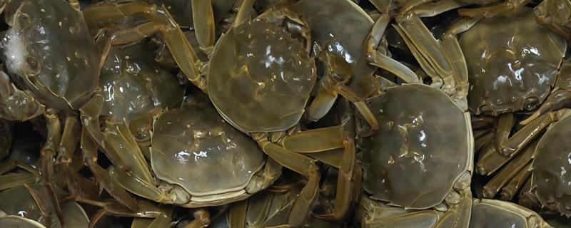 大闸蟹的养殖条件，适宜酸碱值为7.5-8.5