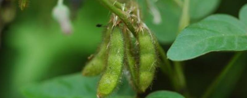 庆科豆8号大豆品种简介，春播生育期平均121天