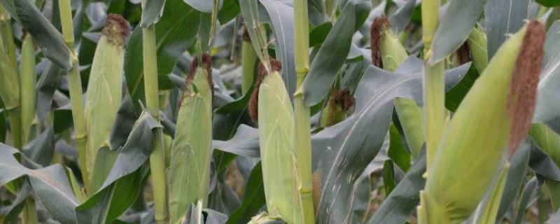 谷丰玉717玉米品种的特性，种植密度每亩6000株