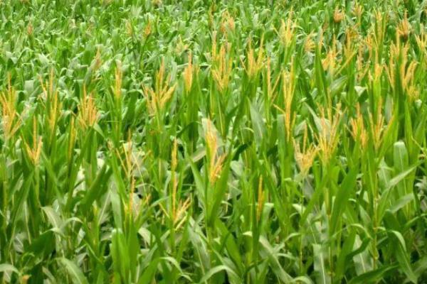 谷丰玉717玉米品种的特性,种植密度每亩6000株