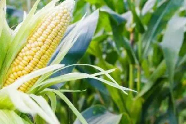 广科黄甜670玉米种子介绍,基肥应每亩施复合肥40千克