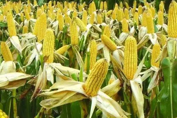 谷丰玉717玉米品种的特性,种植密度每亩6000株