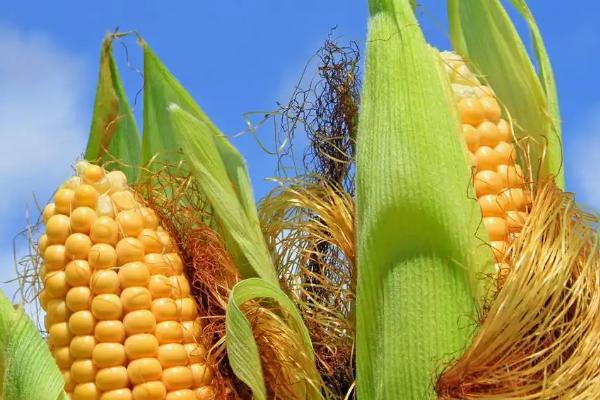 D1935玉米种子特点，出苗至成熟139.5天