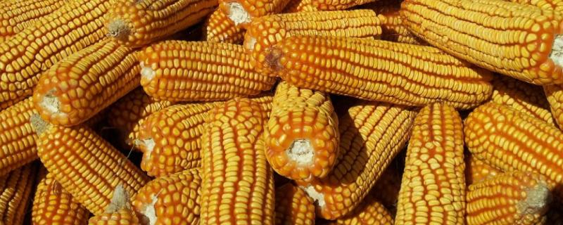 天至312玉米种子特征特性，中抗茎腐病