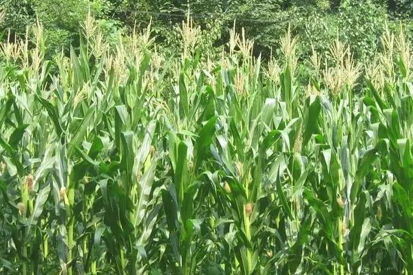 欣科7336玉米品种的特性，4月下旬至5月上旬播种