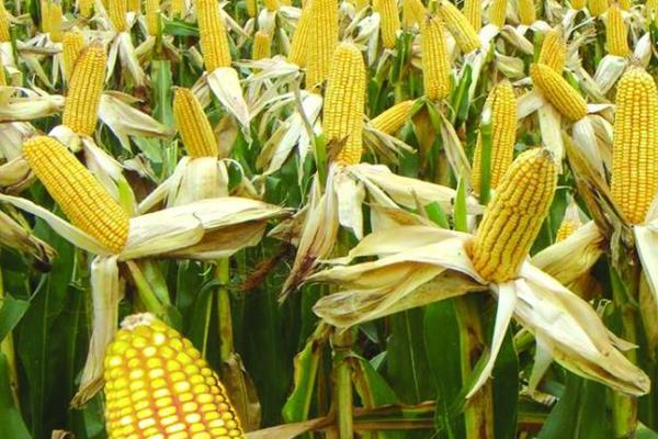 甘甜糯2276玉米品种简介，4月中旬播种