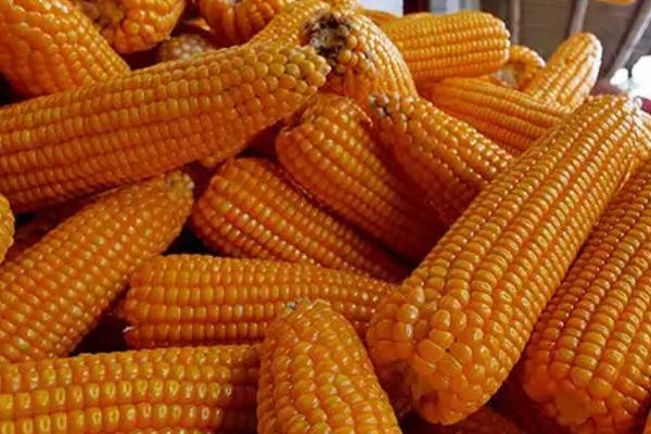欣科7336玉米品种的特性，4月下旬至5月上旬播种