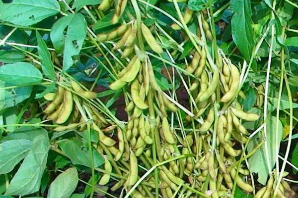 益源17大豆品种的特性，该品种为亚有限结荚习性