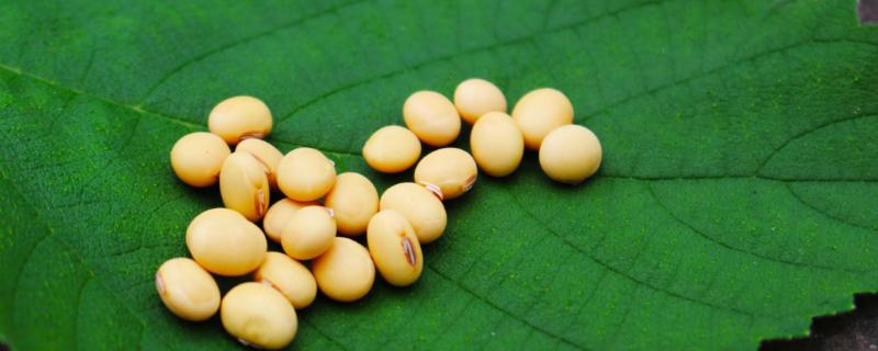 农生18号大豆种子介绍，生育期间喷施叶面肥2～3次