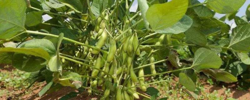 中邦豆9号大豆品种的特性，该品种为无限结荚习性
