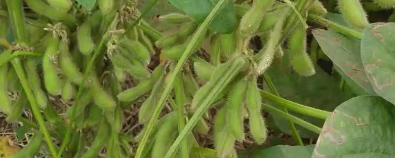 龙垦3725大豆品种的特性，生育期间喷施叶面肥2～3次