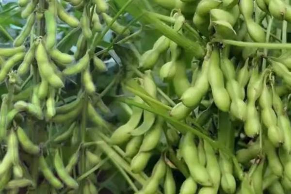 龙垦3725大豆品种的特性，生育期间喷施叶面肥2～3次