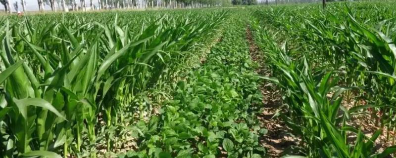 黑科132大豆种子特点，该品种为亚有限结荚习性