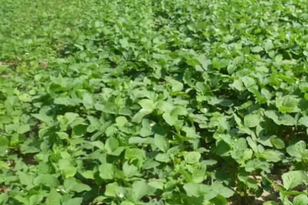 德豆761大豆种子介绍，在适应区5月10日左右播种