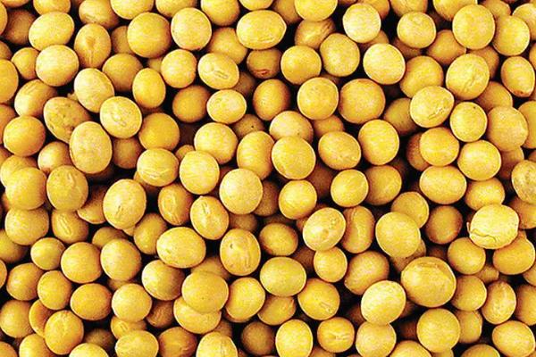 合黄7号大豆种子介绍，该品种在适应区5月上旬播种