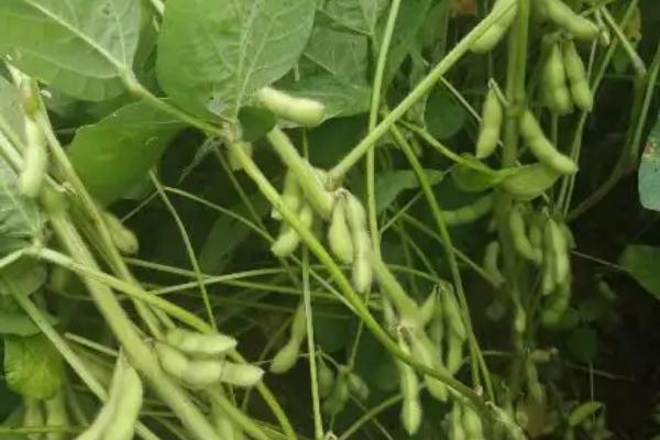 普豆13大豆种子特点，生育期间喷施叶面肥1～2次