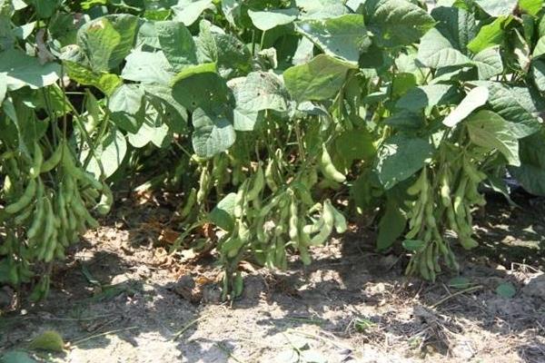佳豆106大豆品种简介，该品种为亚有限结荚习性