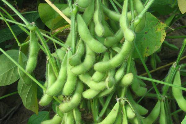 德豆761大豆种子介绍，在适应区5月10日左右播种
