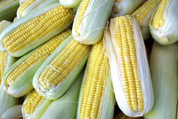 华耐甜玉33号玉米种子介绍，鲜食甜玉米品种