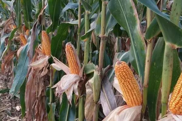 瑞谷5505玉米种子特征特性，中抗大斑病