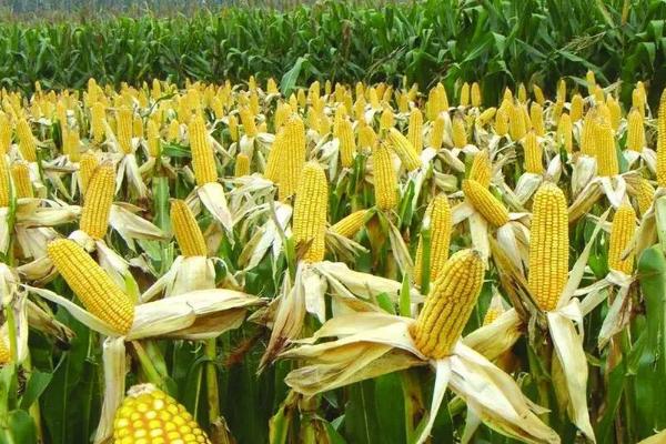 C1226玉米种子特点,普通玉米品种