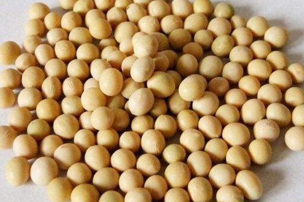 龙达94大豆种子特征特性，普通大豆品种