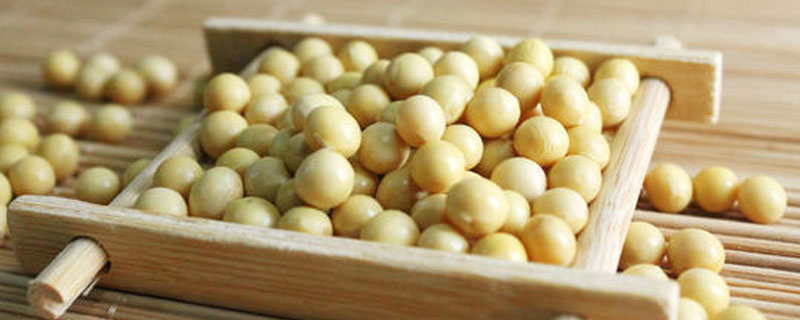 益源17大豆品种的特性，该品种为亚有限结荚习性