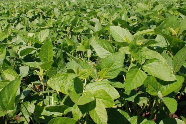 合黄7号大豆种子介绍，该品种在适应区5月上旬播种