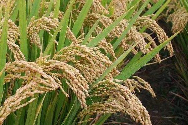 龙庆稻188水稻品种的特性，普通粳稻品种