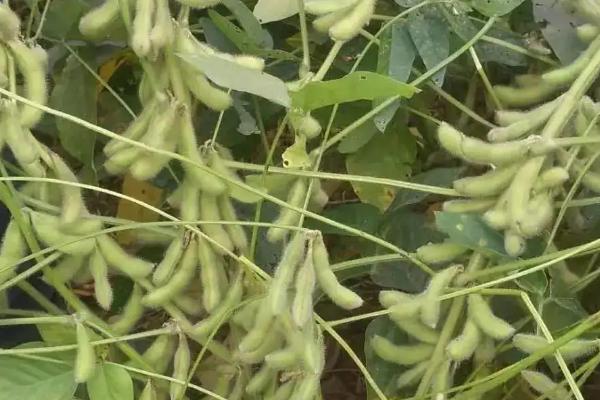 龙垦3702大豆种子特点,该品种为无限结荚习性