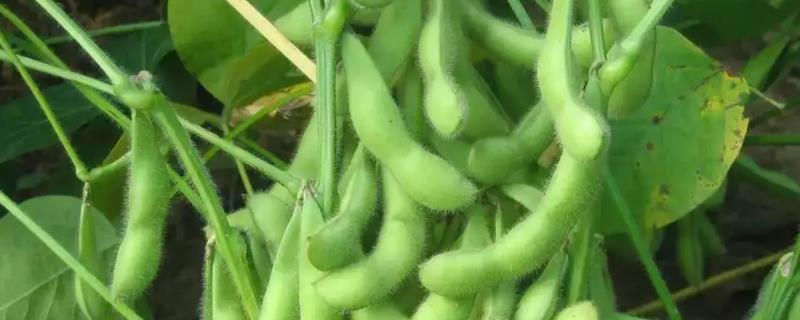 卓农1号大豆品种简介，生育期间喷施叶面肥2～3次