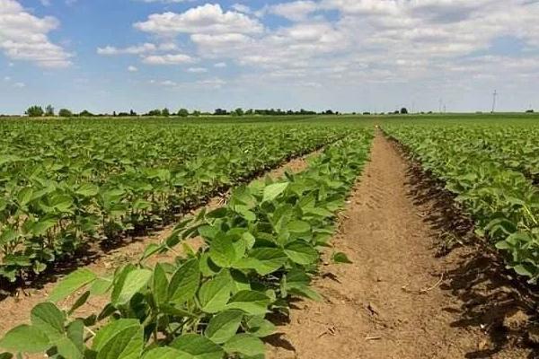 益源17大豆品种的特性，该品种为亚有限结荚习性