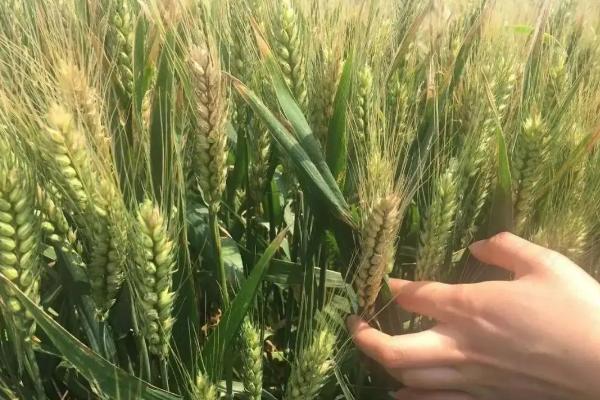 冀麦367小麦品种简介，足墒播种