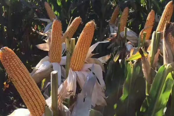 天利禾2372玉米品种的特性，高抗至抗镰孢穗腐病