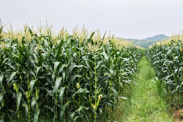 乡糯9玉米品种简介，鲜食玉米品种