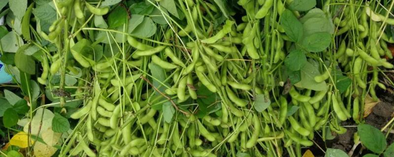 德豆88大豆种子特点，该品种为亚有限结荚习性