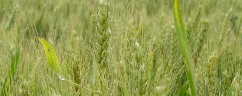保5098小麦种子介绍，每亩适宜基本苗25～30万