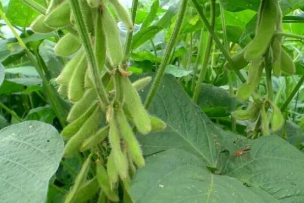 德豆88大豆种子特点,该品种为亚有限结荚习性
