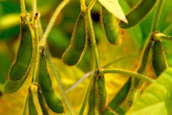 贺豆20大豆品种简介,选择中等以上肥力地块